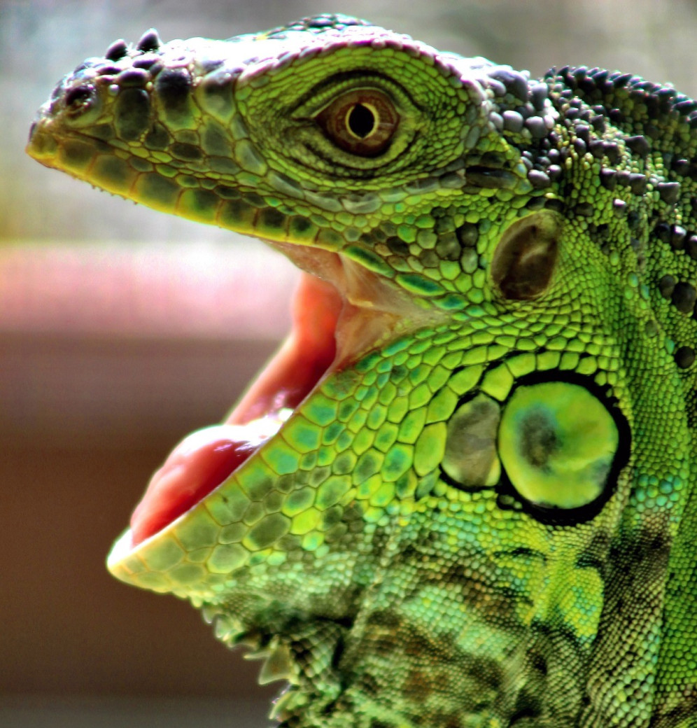 Reptanicals Iguana Care Sheet Info