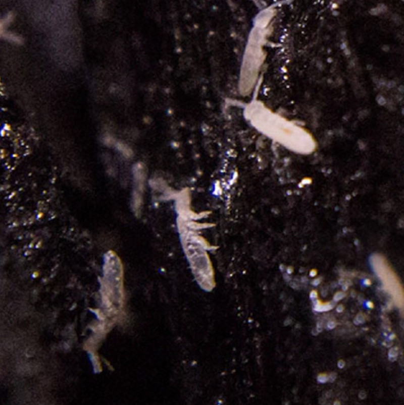 REPTANICALS Springtails
