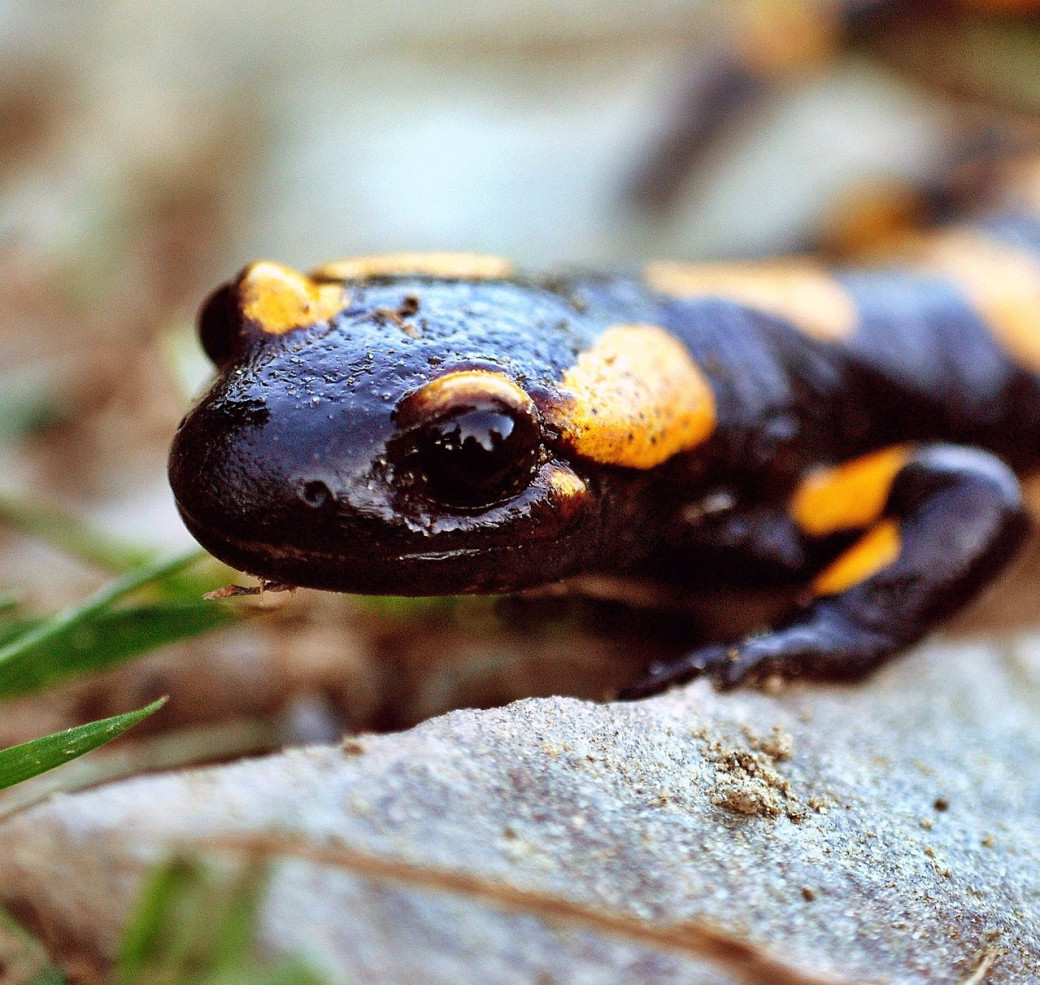 Reptanicals Chameleon Info