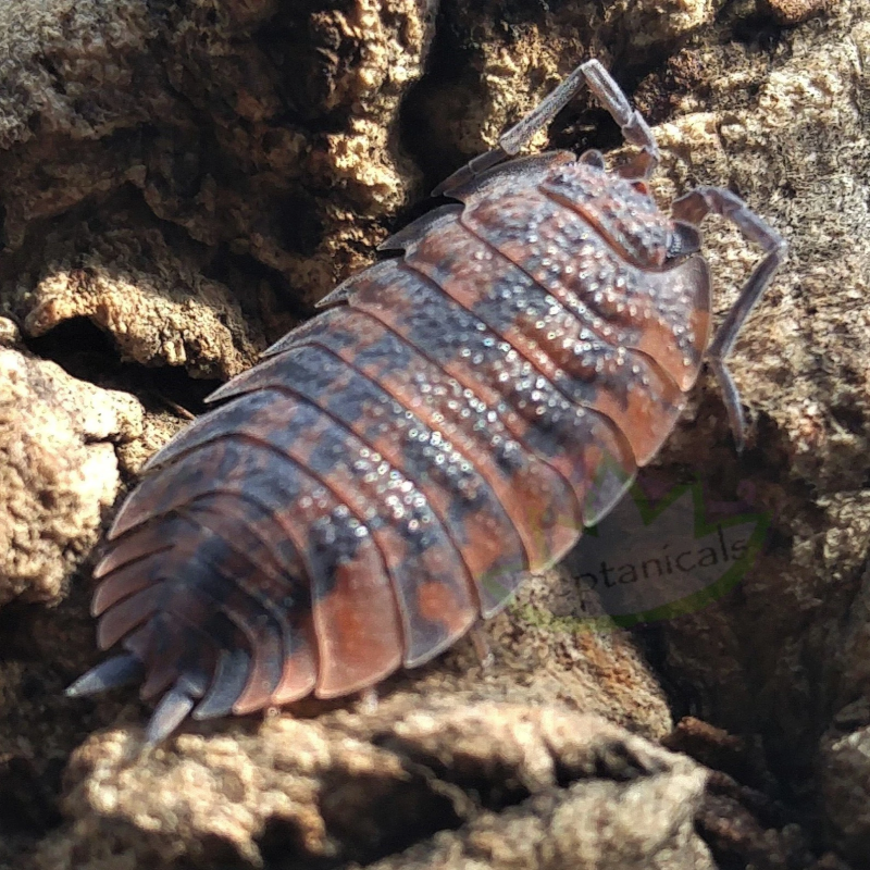 REPTANICALS Porcellio scaber  Isopods