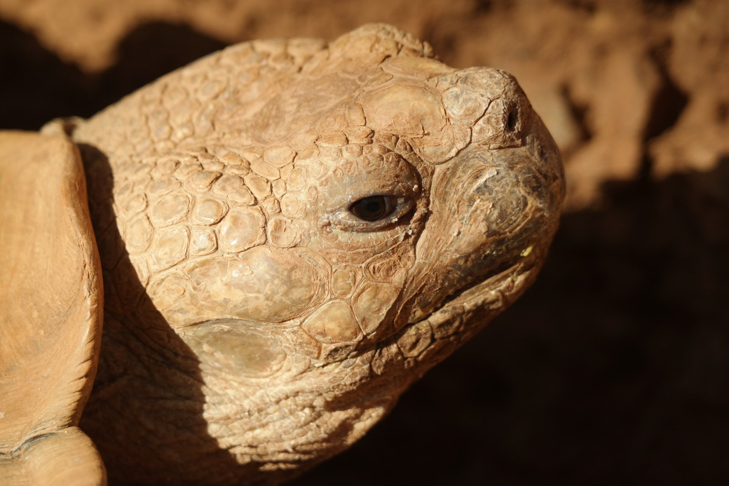 Reptanicals Sulcata Info