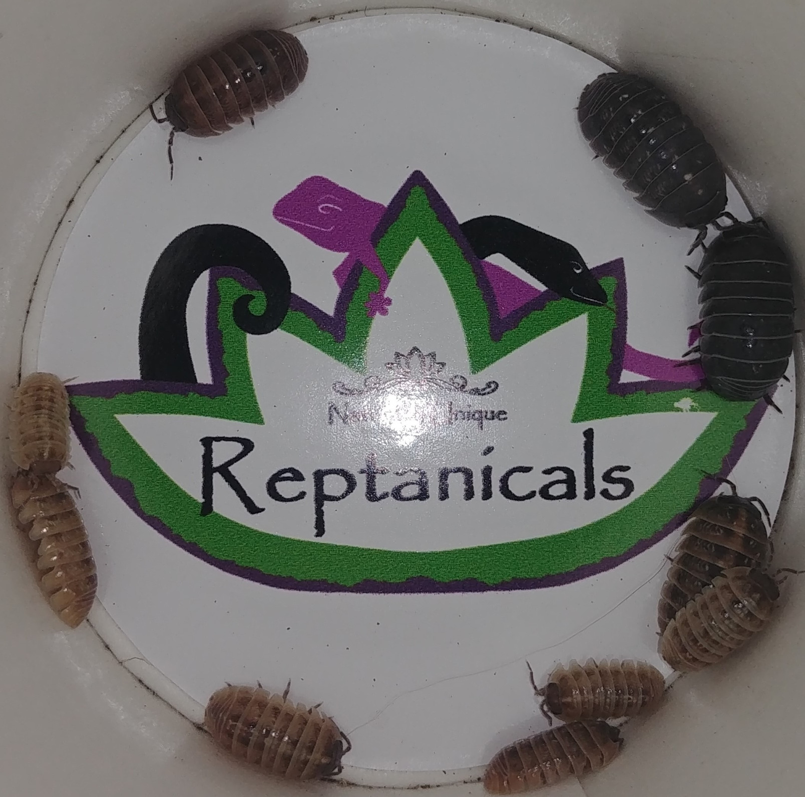 Powder Blue Porcellionides Pruinosus Isopods Reptanicals
