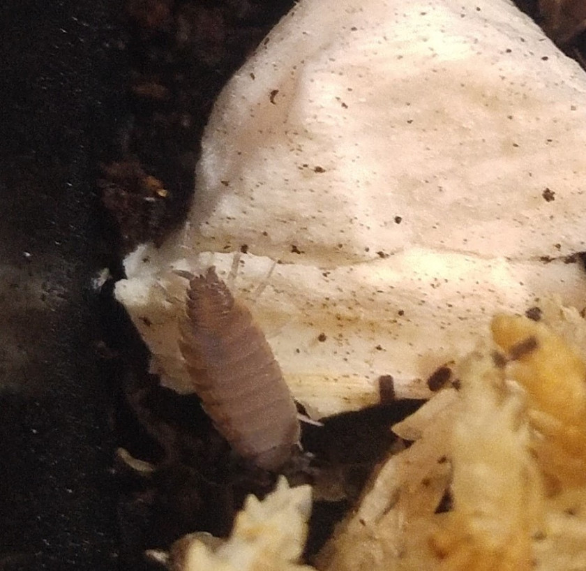 REPTANICALS Porcellionides Pruinosus Isopods
