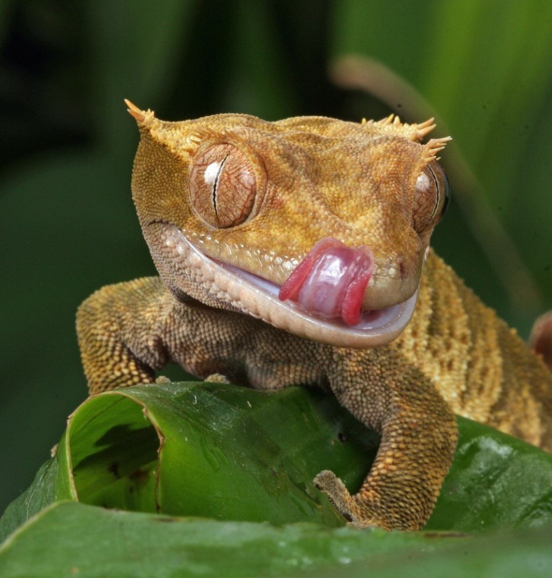Reptanicals Crested Gecko Care Sheet