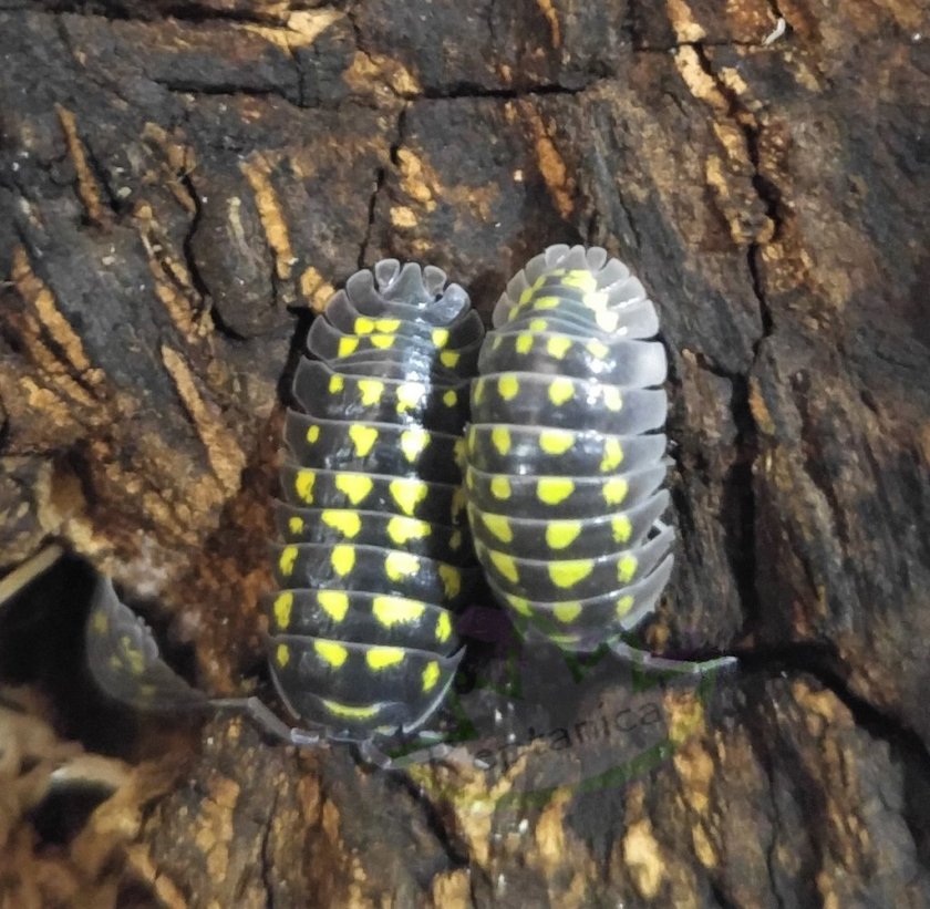 REPTANICALS Armadillidium gestroi Isopods