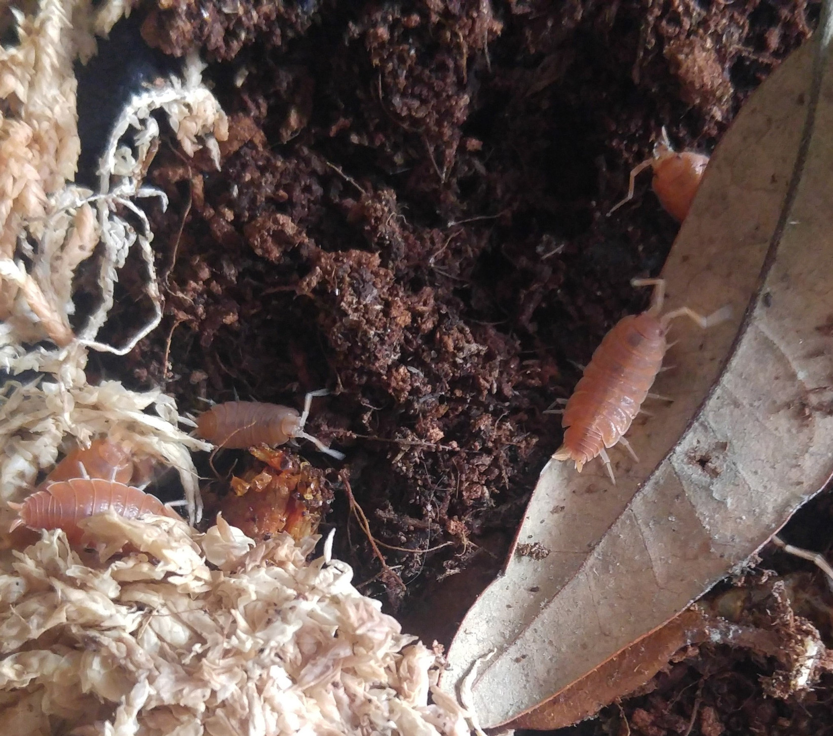 Powder Orange Isopods Reptanicals Bio-Active