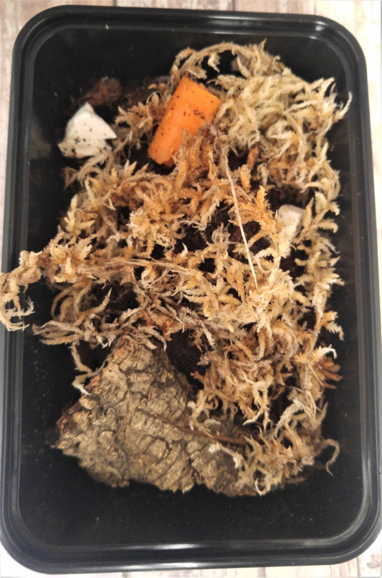 REPTANICALS Isopod Breeder  Kit