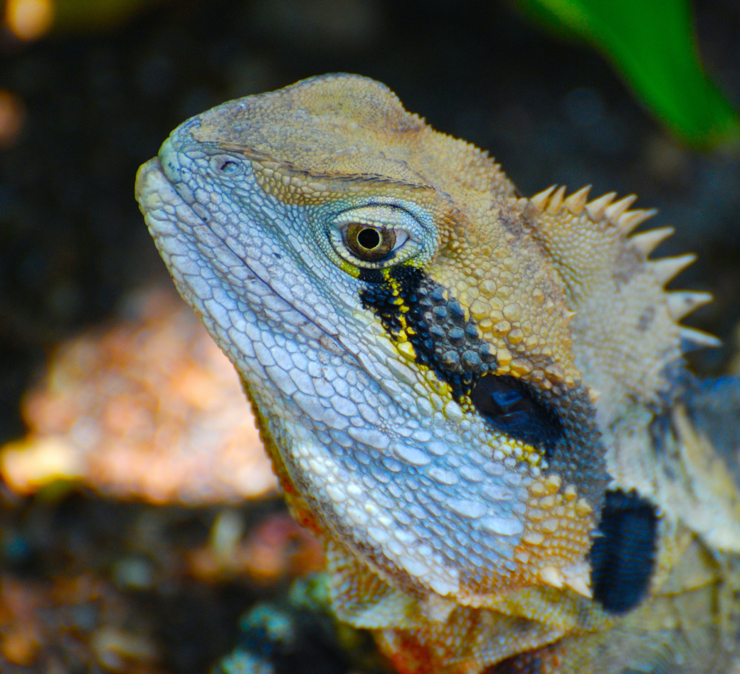 Reptanicals Water Dragon Info