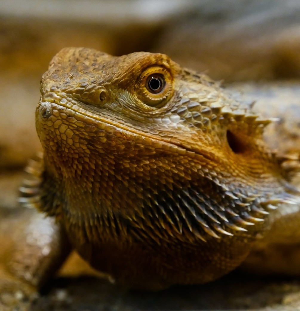 Reptanicals  Bearded Dragon Care Sheet