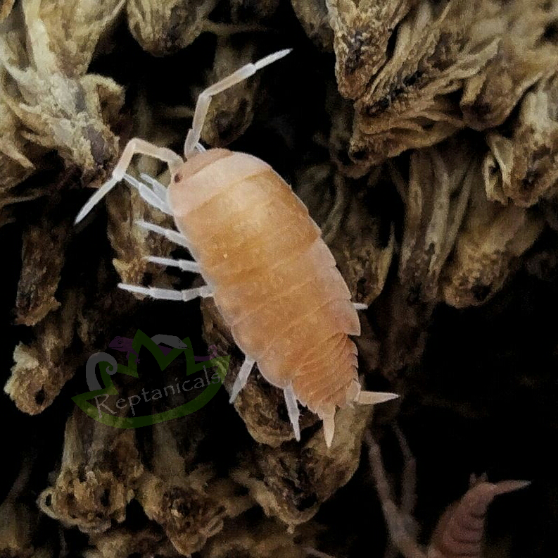Powder Orange Porcellionides Pruinosus Isopods Reptanicals