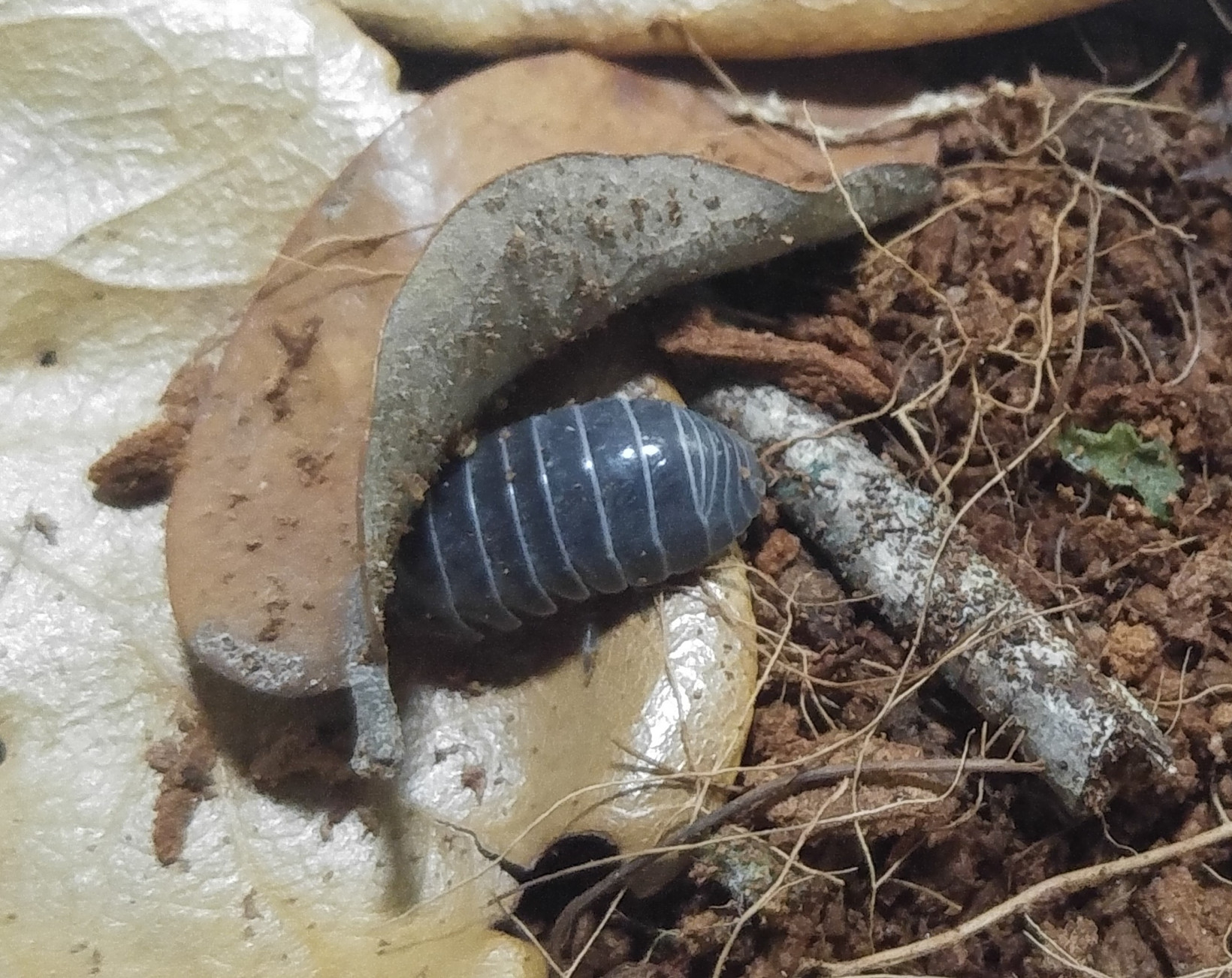Armadillidium Vulgare Roly Poly Isopods Reptanicals Bio-Active