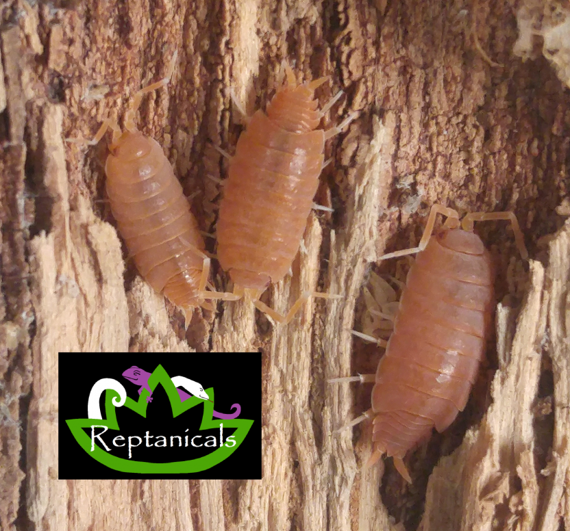 REPTANICALS Porcellionides pruinosus powder orange Isopods