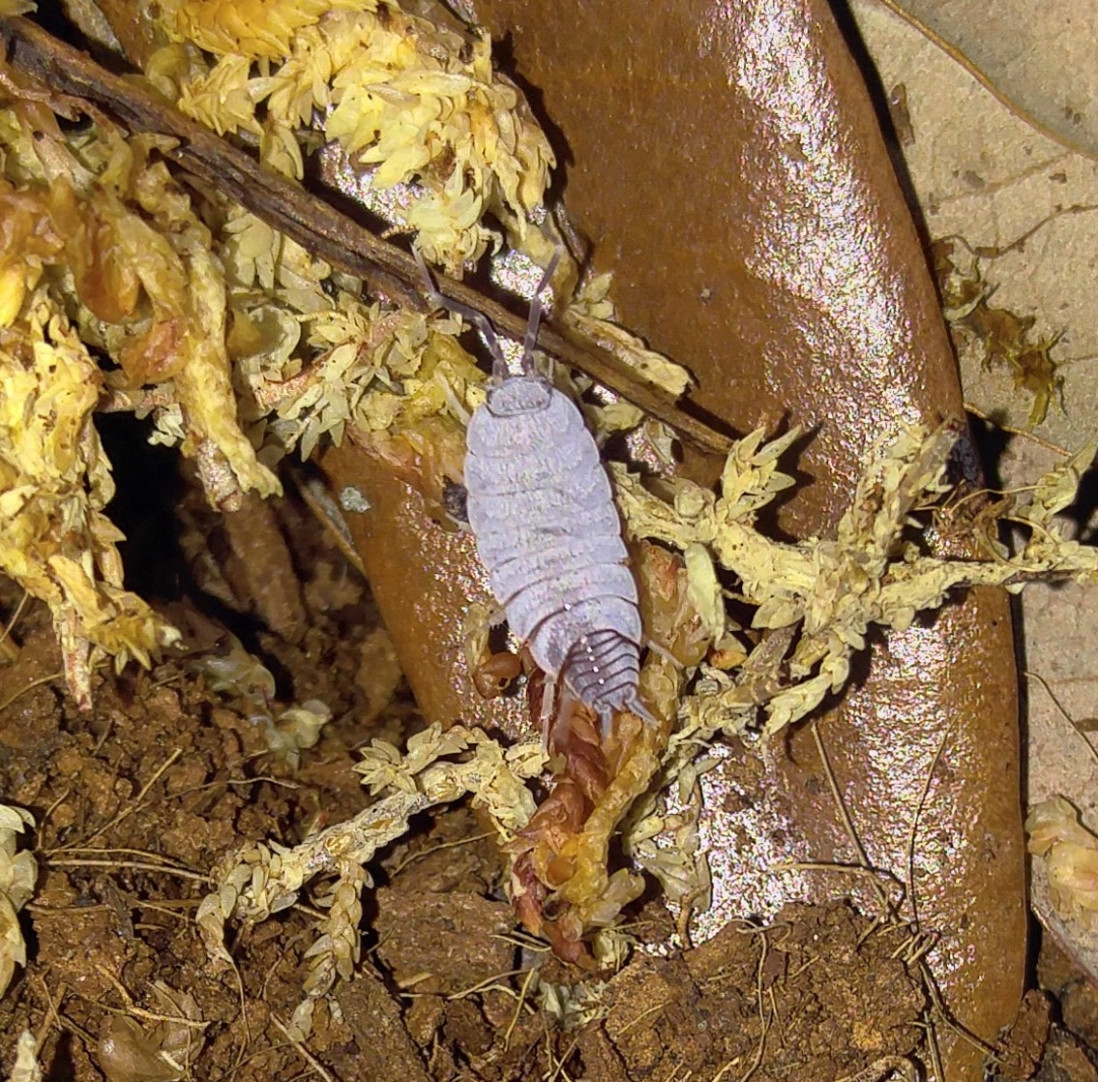 Powder Blue Isopods Reptanicals Bio-Active