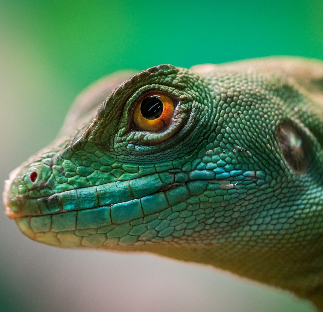 Reptanicals  Basilisk info