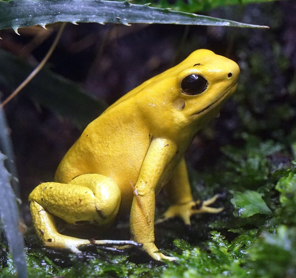 Reptanicals Dart Frog Care Sheet