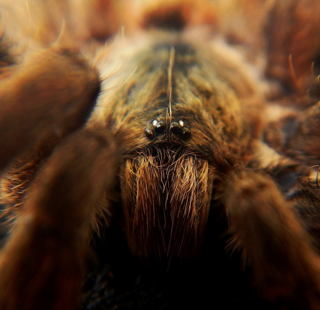 Reptanicals Turantula Care Sheet Info