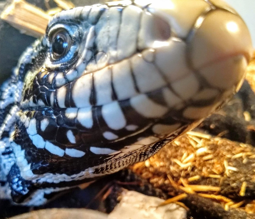 Reptanicals Tegu Care Sheet Info