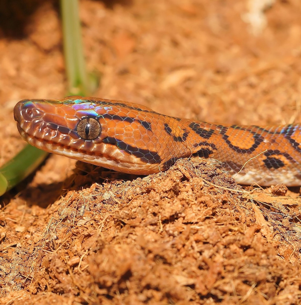 Reptanicals Rainbow Boa Care Sheet info
