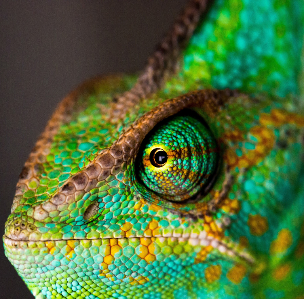 Reptanicals Chameleon Info