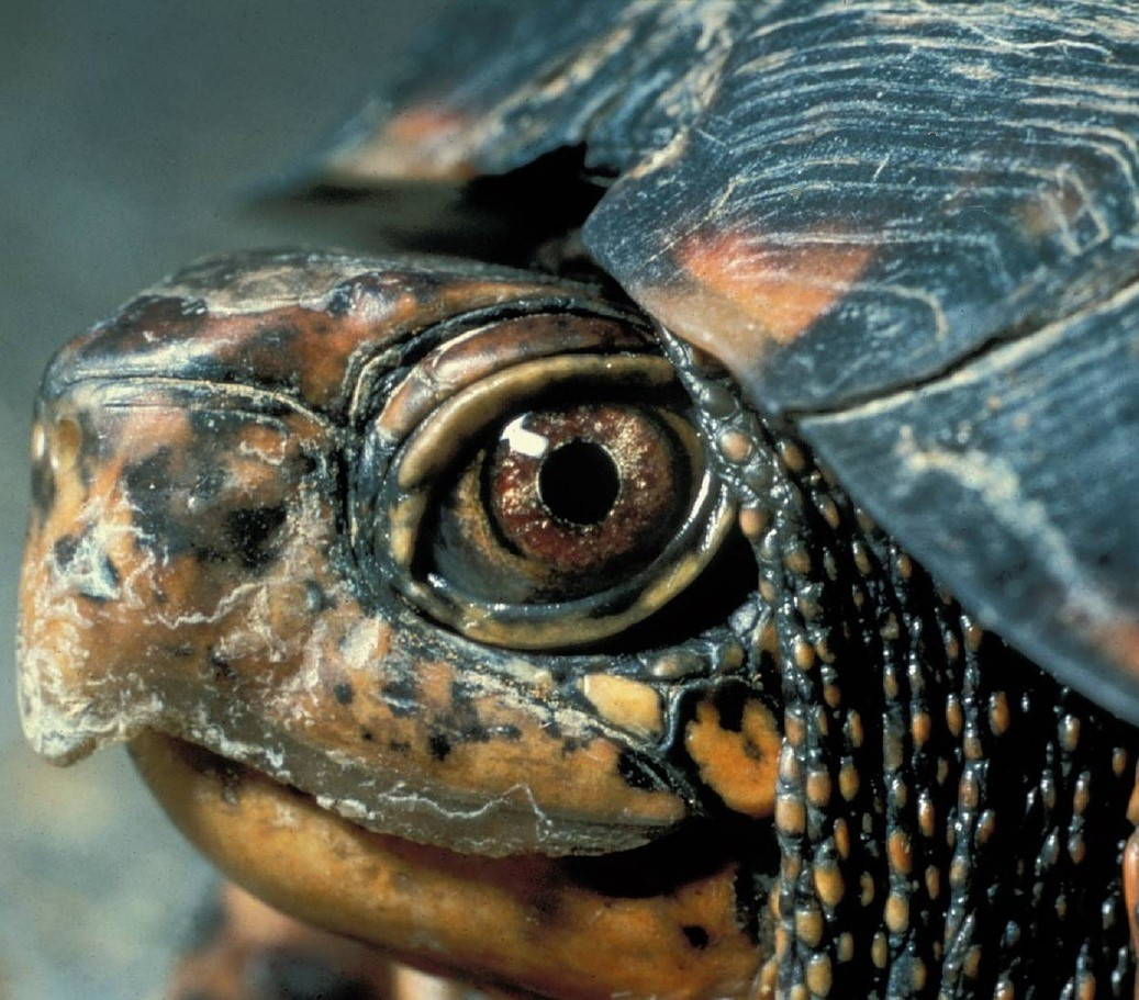 Reptanicals Turtle Care Sheet Info