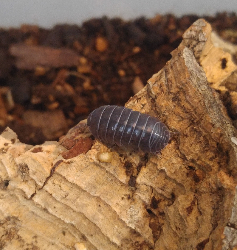REPTANICALS Armadium Vulgar Roly Poly