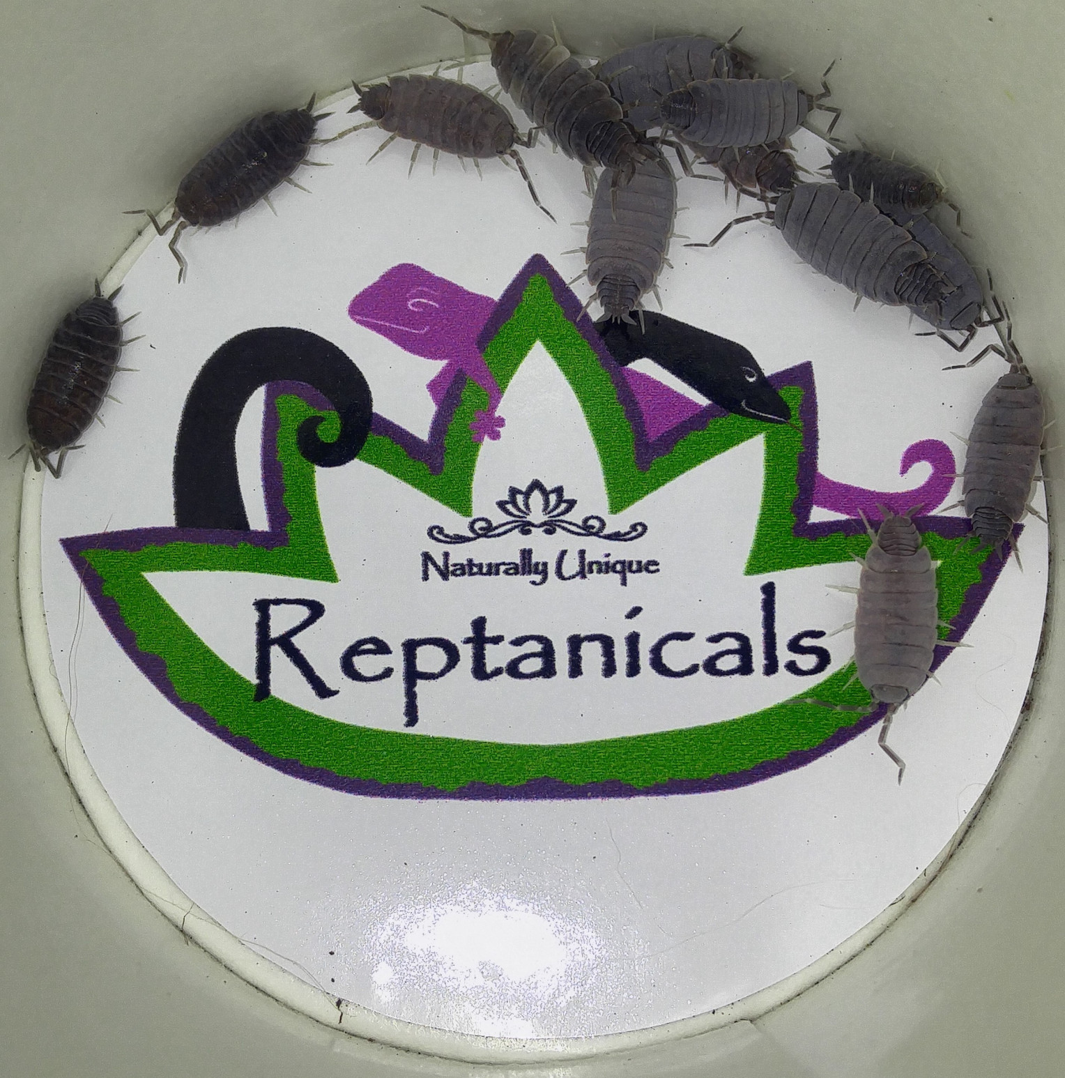 Powder Blue Porcellionides Pruinosus Isopods Reptanicals